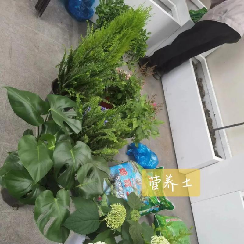 北方冬季如何成功扦插三角梅？