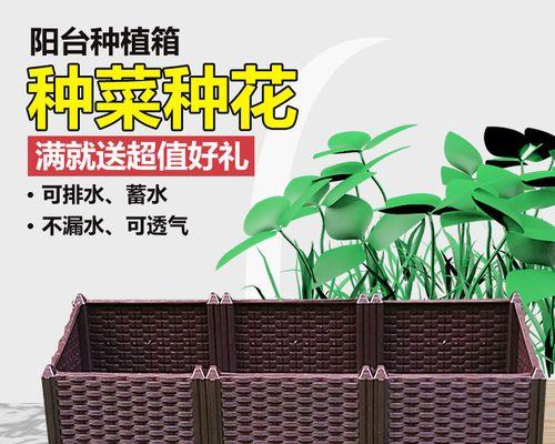 北方冬季如何成功扦插三角梅？