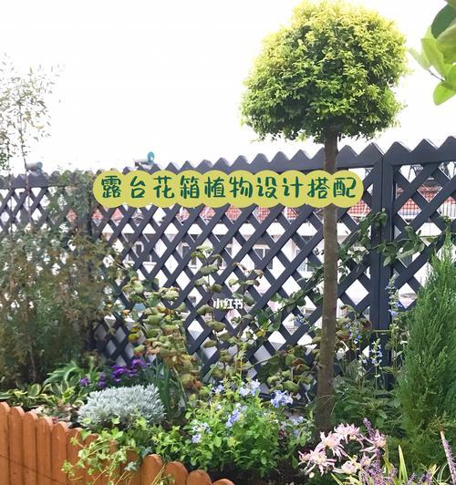 北方冬季如何成功扦插三角梅？