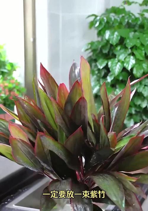 哪些观赏植物具有红黑叶片？