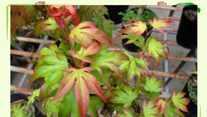哪些观赏植物具有红黑叶片？