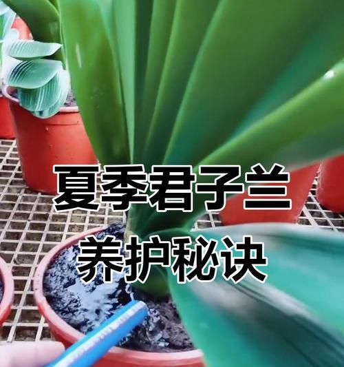 君子兰浇水的正确方法是什么？