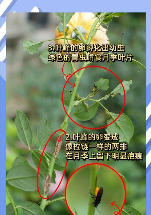 月季叶子干枯的原因及解决方法是什么？