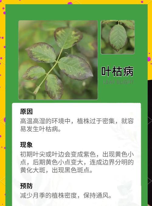 月季叶子干枯的原因及解决方法是什么？