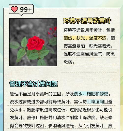 月季叶子干枯的原因及解决方法是什么？