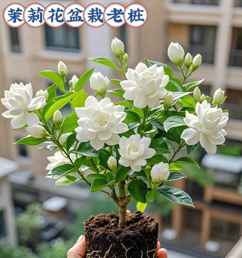 阳台上的花为什么难打理？如何改善？