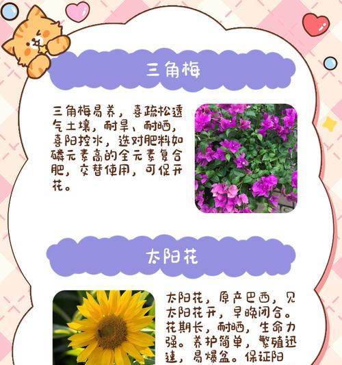 阳台上的花为什么难打理？如何改善？