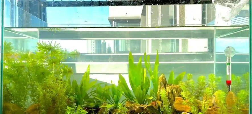 方缸适合哪些水生植物？如何选择和养护？