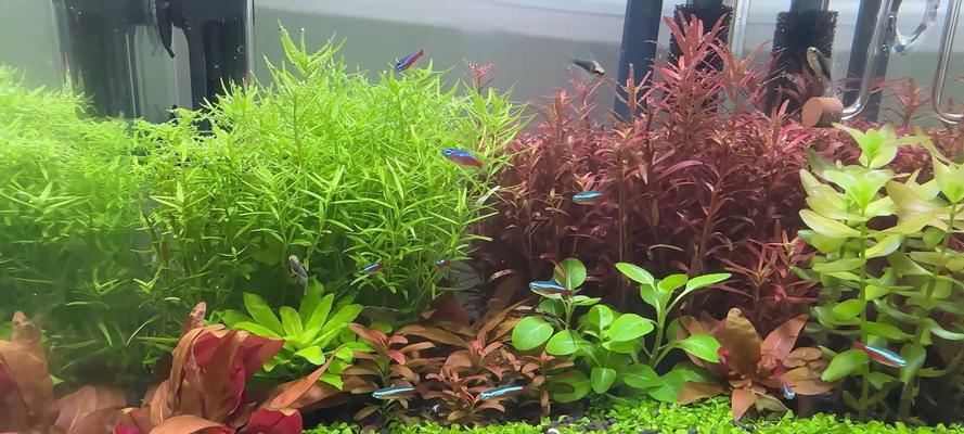 方缸适合哪些水生植物？如何选择和养护？