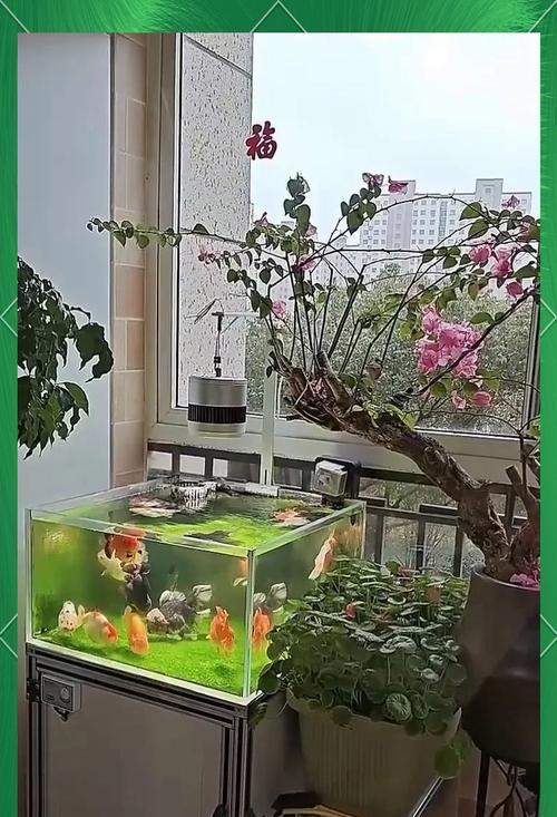 方缸适合哪些水生植物？如何选择和养护？