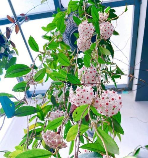 北边阳台通风好适合养哪些花？