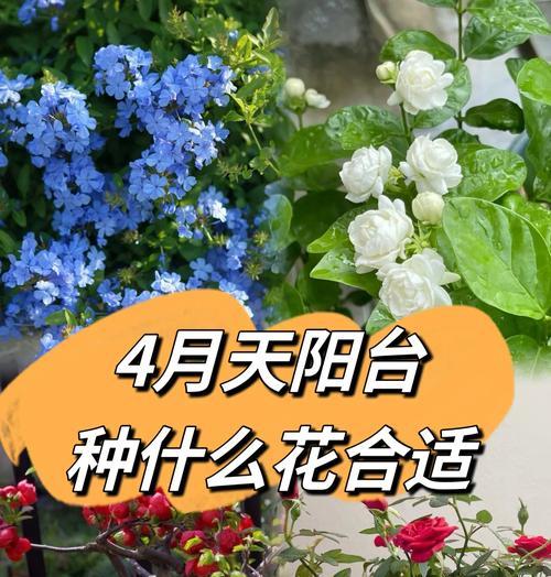 阳台种什么花好点呢？有哪些适合阳台的花卉？