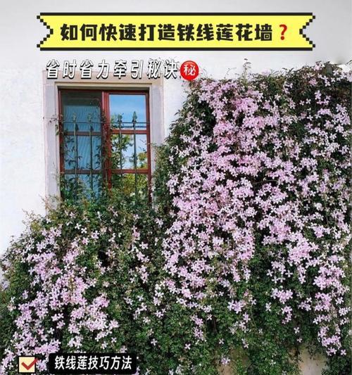 铁线莲怎么埋枝条繁殖？步骤和注意事项是什么？