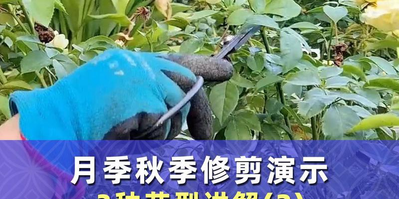 单只月季老桩修剪技巧是什么？如何保持其美观？