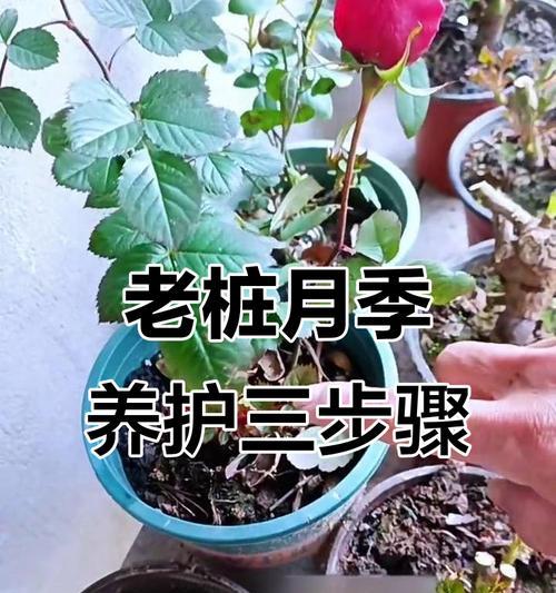 单只月季老桩修剪技巧是什么？如何保持其美观？