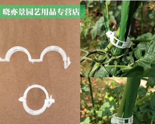 铁线莲夹子的正确使用方法是什么？