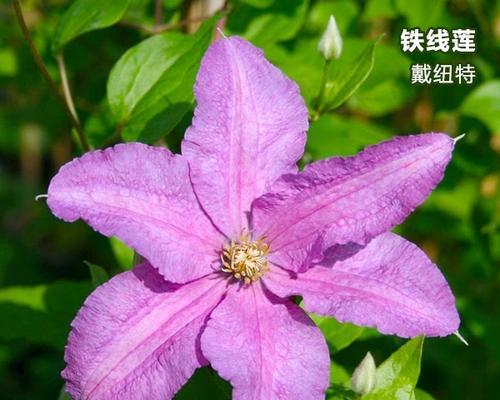 使用营养土扦插铁线莲好吗？养护方法和注意事项是什么？