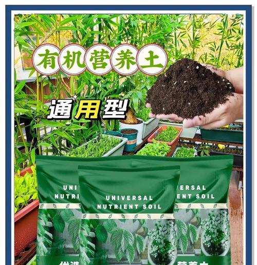 使用营养土扦插铁线莲好吗？养护方法和注意事项是什么？