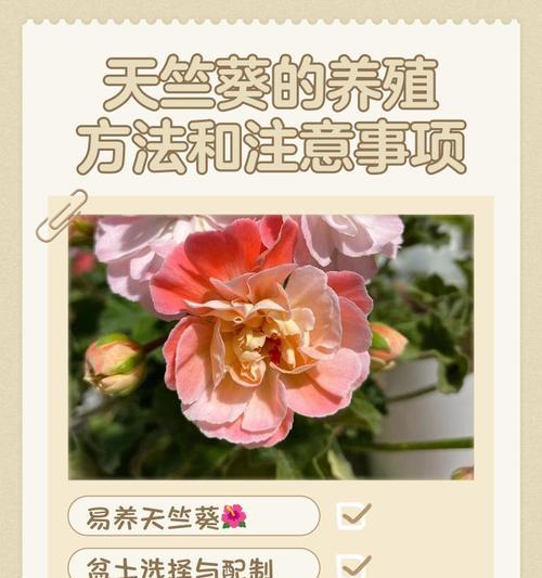 冬季天竺葵浇水技巧是什么？