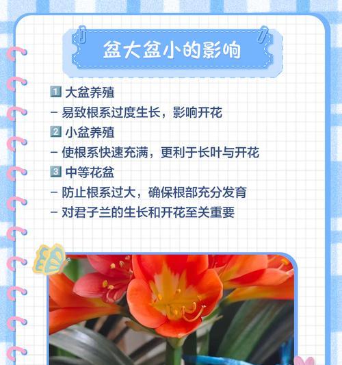 君子兰换盆的正确步骤是什么？