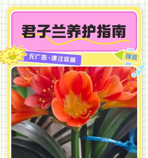 君子兰换盆的正确步骤是什么？