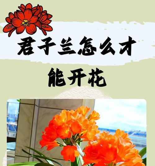 君子兰换盆的正确步骤是什么？