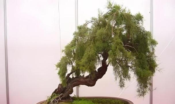 珍珠柳树盆景的制作方法有哪些？