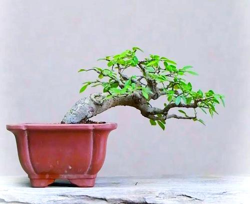 珍珠柳树盆景的制作方法有哪些？