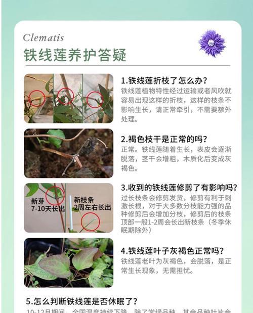 铁线莲发芽了怎么施肥？施肥的正确方法是什么？