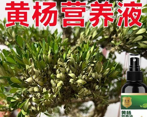 黄杨叶子发黄枯萎的处理方法是什么？