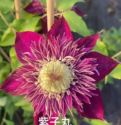 铁线莲发芽了怎么施肥？施肥的正确方法是什么？