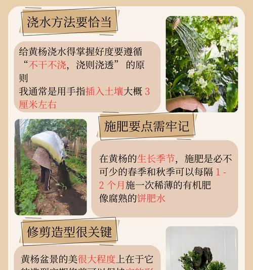 黄杨叶子发黄枯萎的处理方法是什么？
