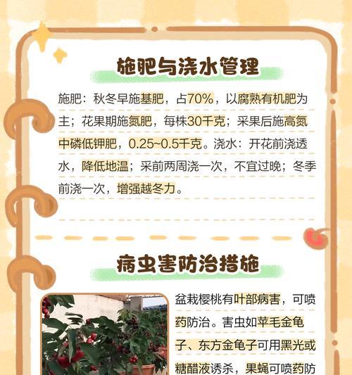 大樱桃挂果后如何正确浇水？