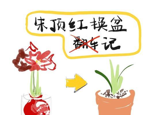 朱顶红小盆换盆的最佳时机是什么时候？