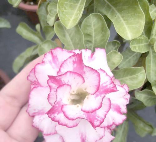 盘锦地区阳台适宜种植哪些花卉？