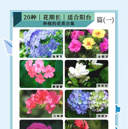 盘锦地区阳台适宜种植哪些花卉？
