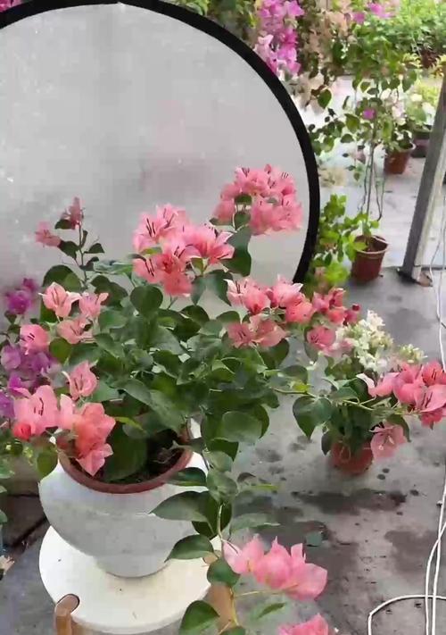 月季光杆子长芽的原因是什么？