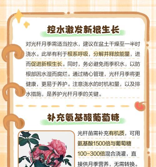 月季光杆子长芽的原因是什么？