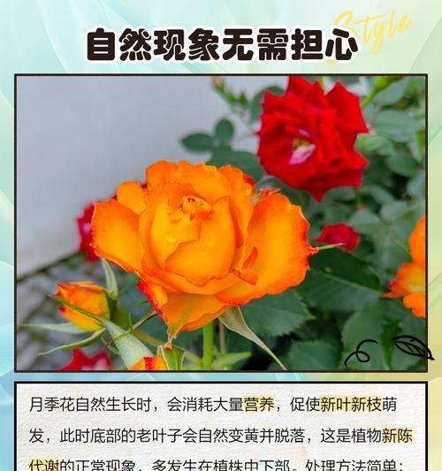 月季老化叶子发黄的原因及解决方法？