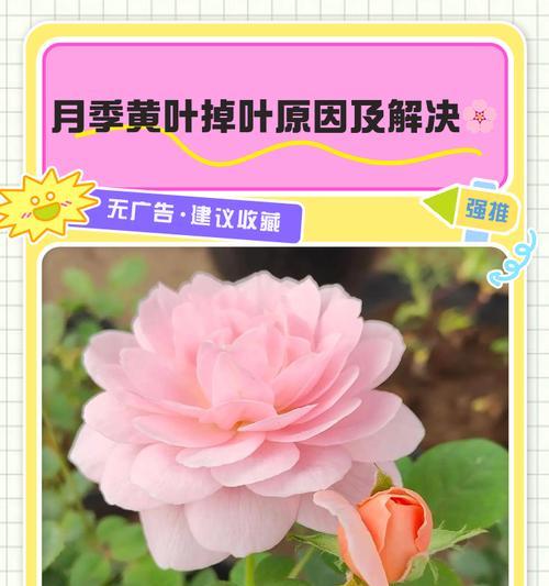 月季老化叶子发黄的原因及解决方法？