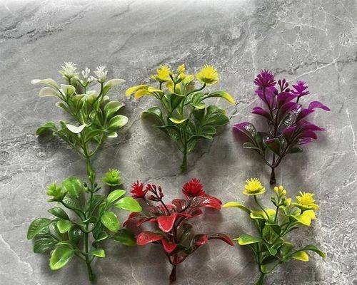 塑料花盆栽君子兰的养护要点是什么？