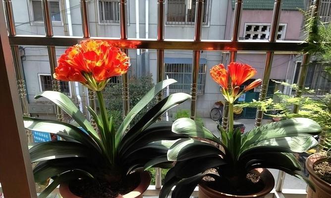 塑料花盆栽君子兰的养护要点是什么？