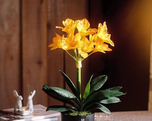 塑料花盆栽君子兰的养护要点是什么？