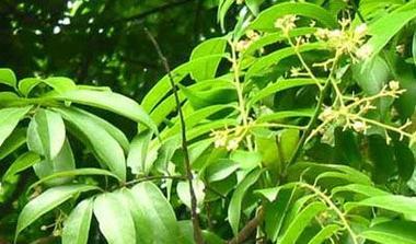 漆树栽培的技术规范和要求是什么？
