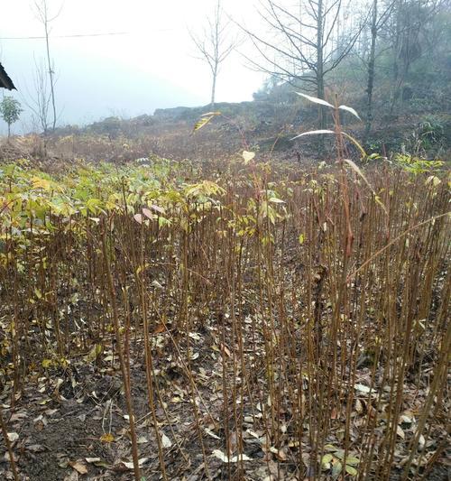 漆树栽培的技术规范和要求是什么？