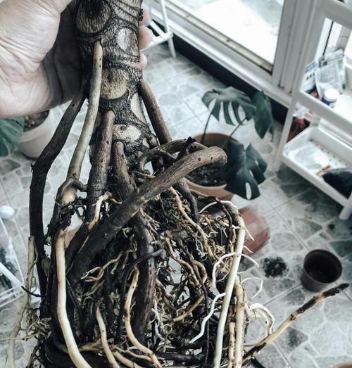 龙鳞春羽叶子发黄如何处理？