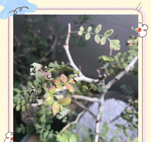 漆树栽培的技术规范和要求是什么？
