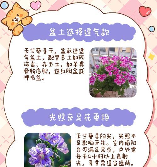 紫红色天竺葵苗的养护要点是什么？