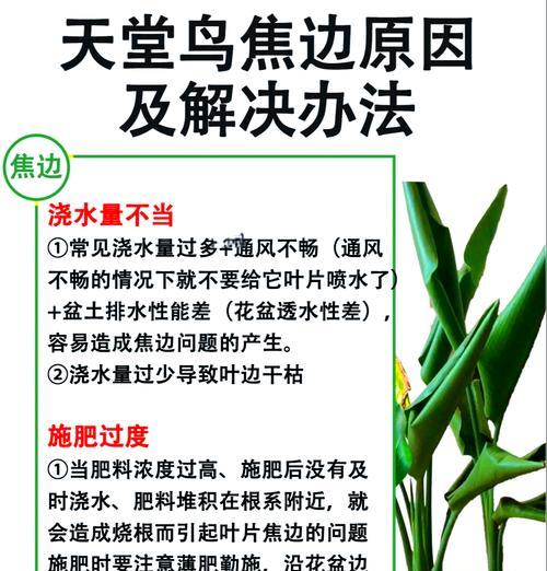 植物叶子干枯发黄是什么原因？如何解决？