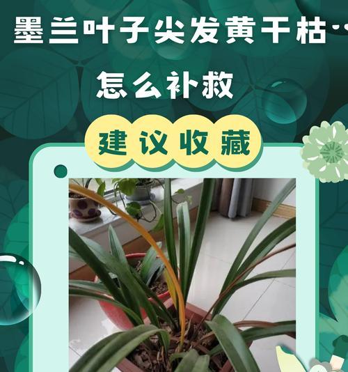 植物叶子干枯发黄是什么原因？如何解决？